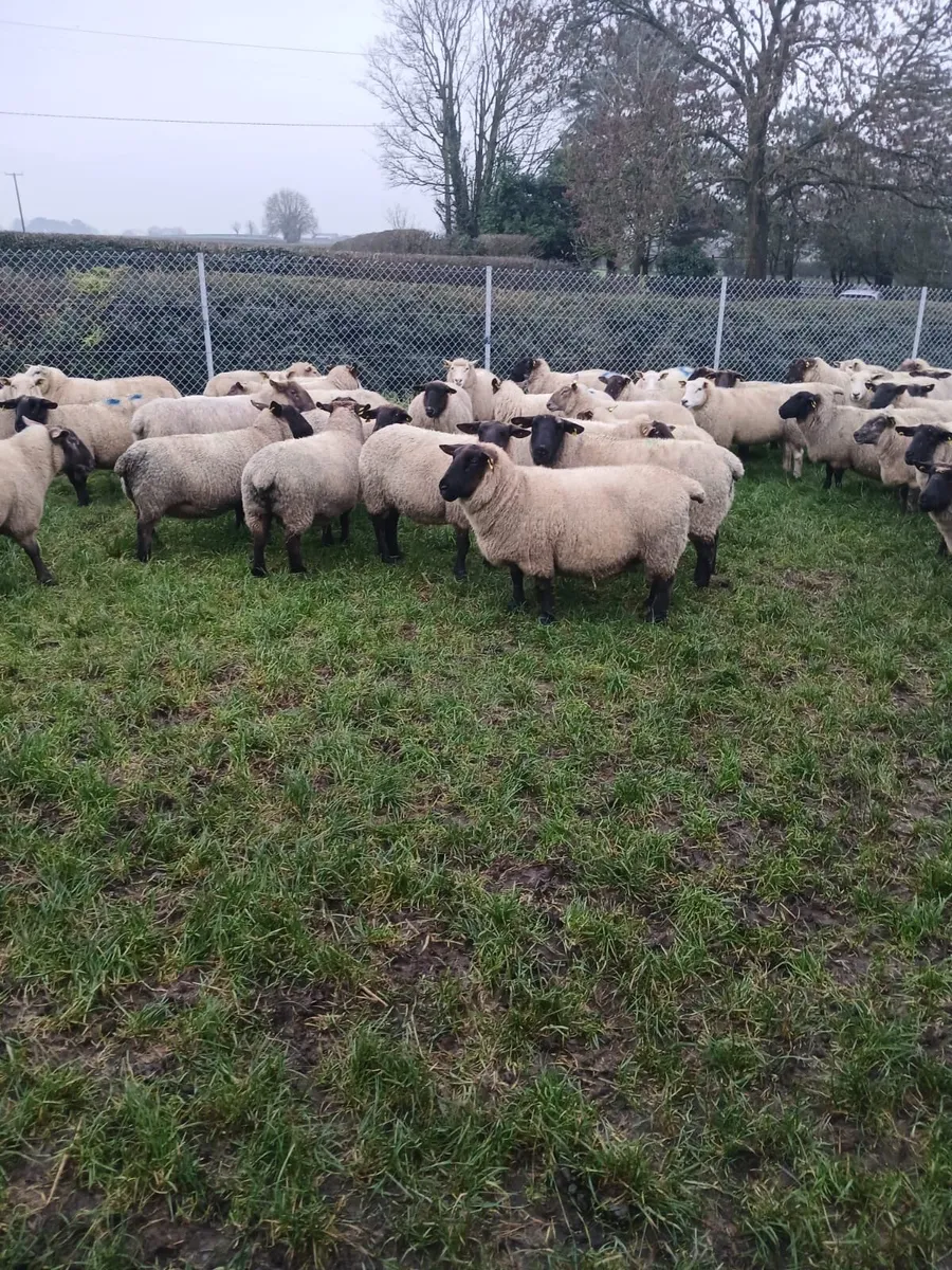 Inlamb ewes - Image 1