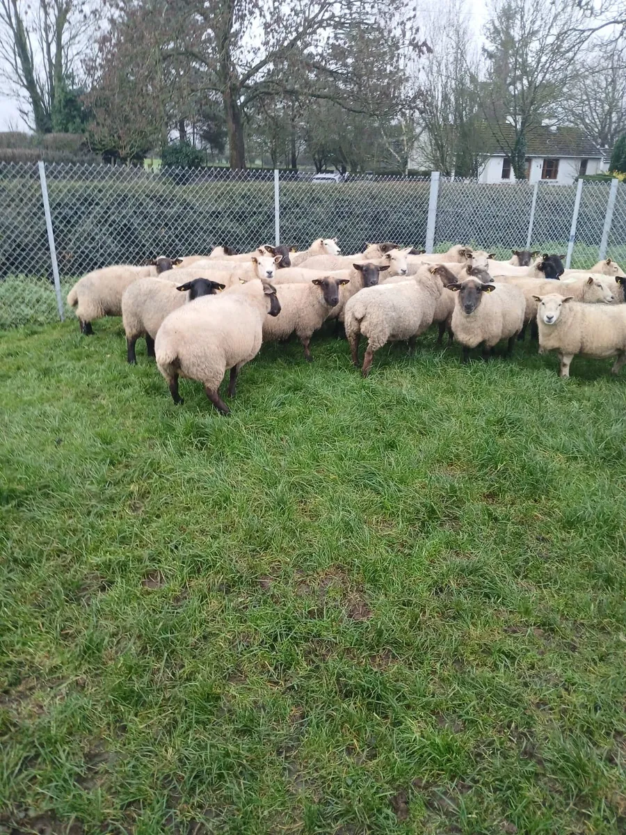 Inlamb ewes - Image 2