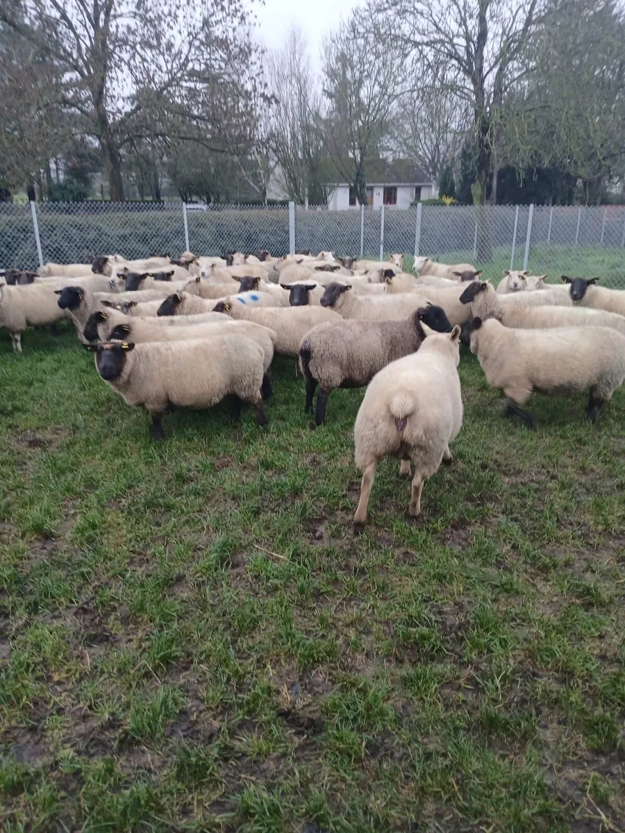 Inlamb ewes - Image 3