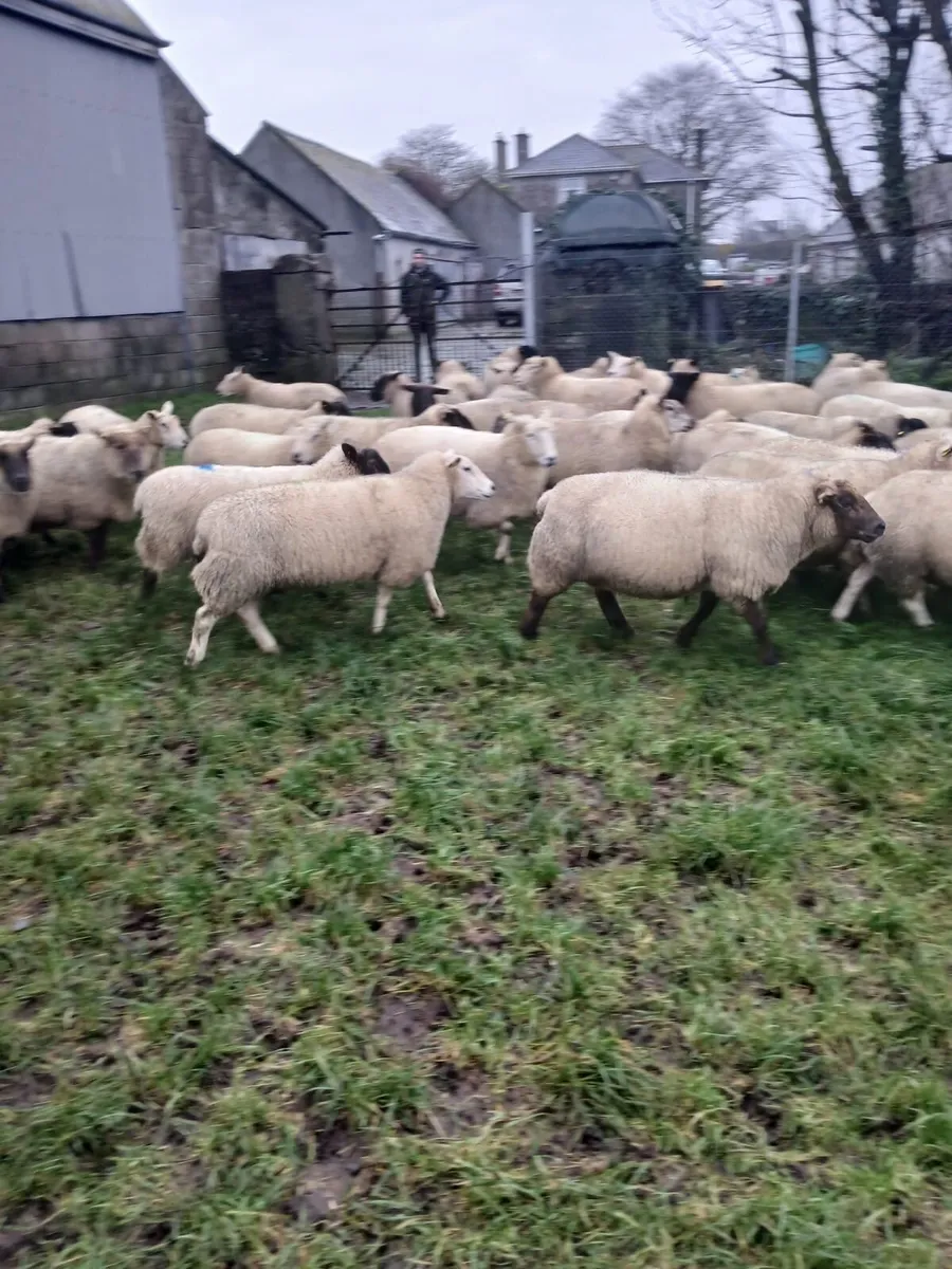 Inlamb ewes - Image 4