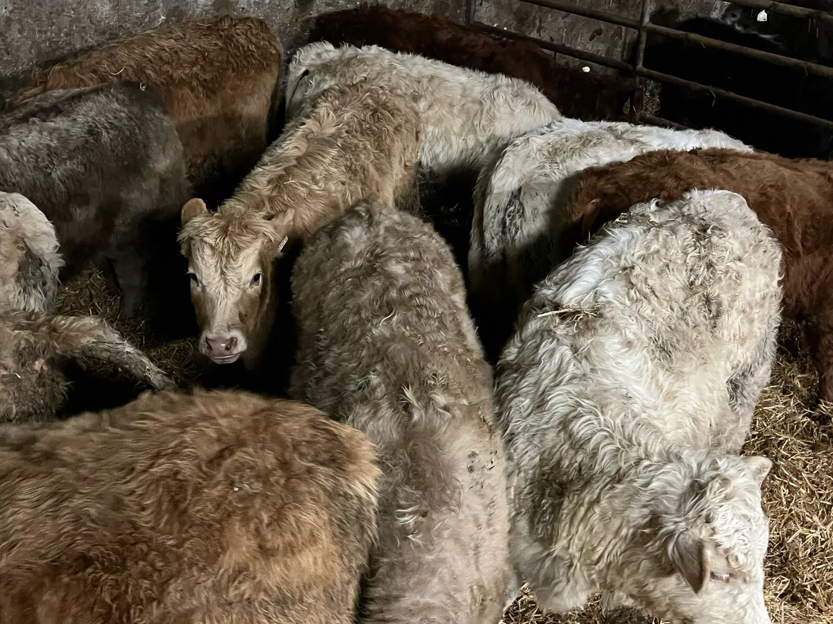 12 Heifer Weanlings - Image 1