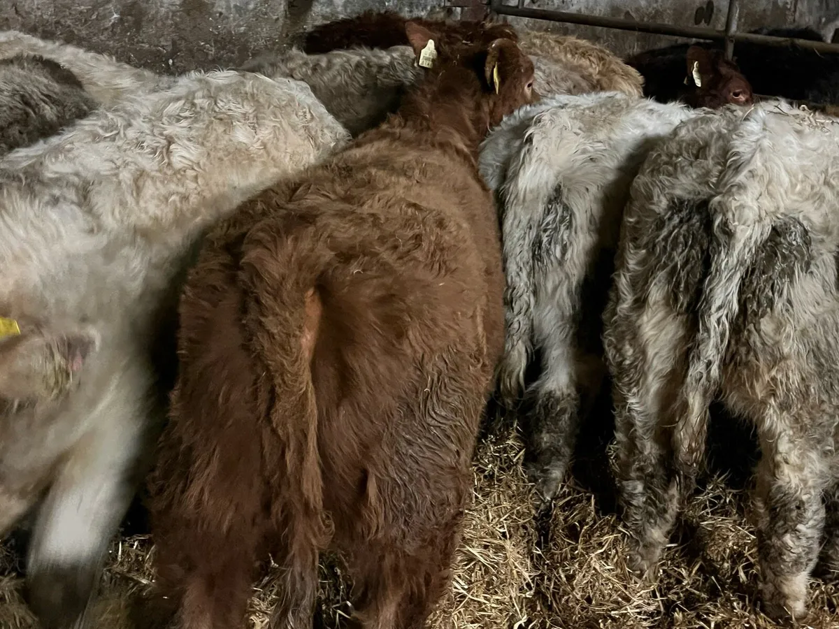 12 Heifer Weanlings - Image 2