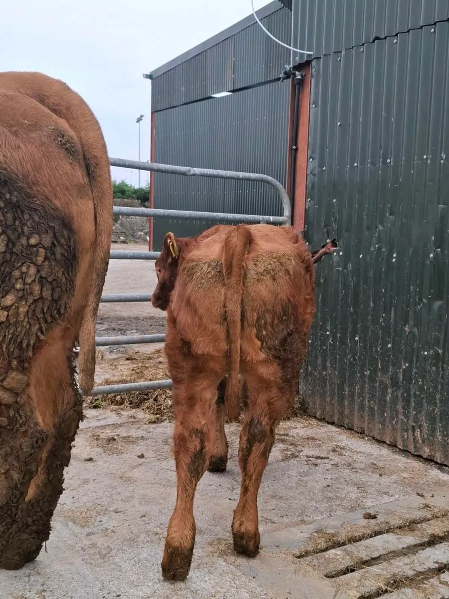First calver with smashing heifer calf at foot - Image 3