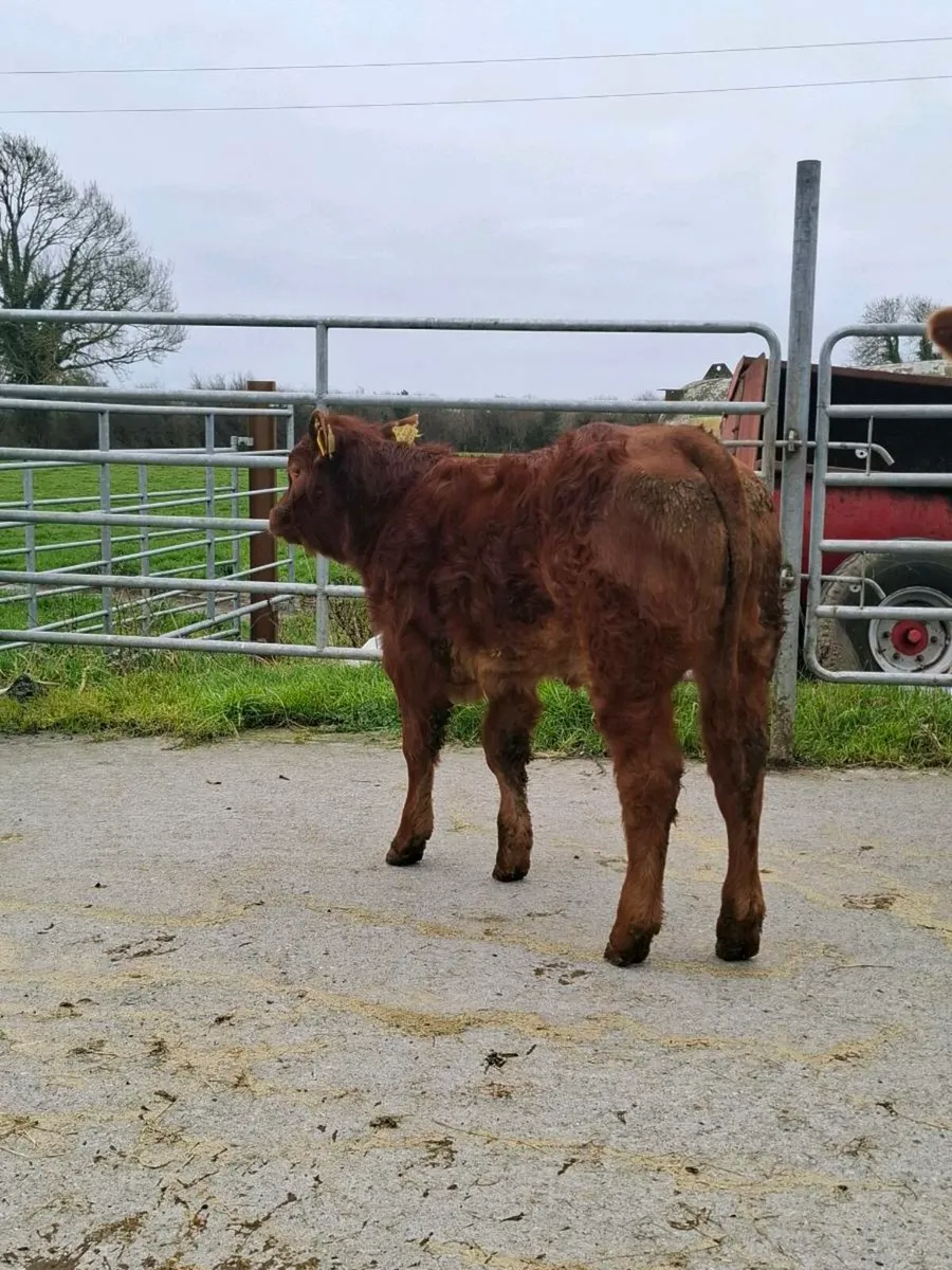 First calver with smashing heifer calf at foot - Image 4