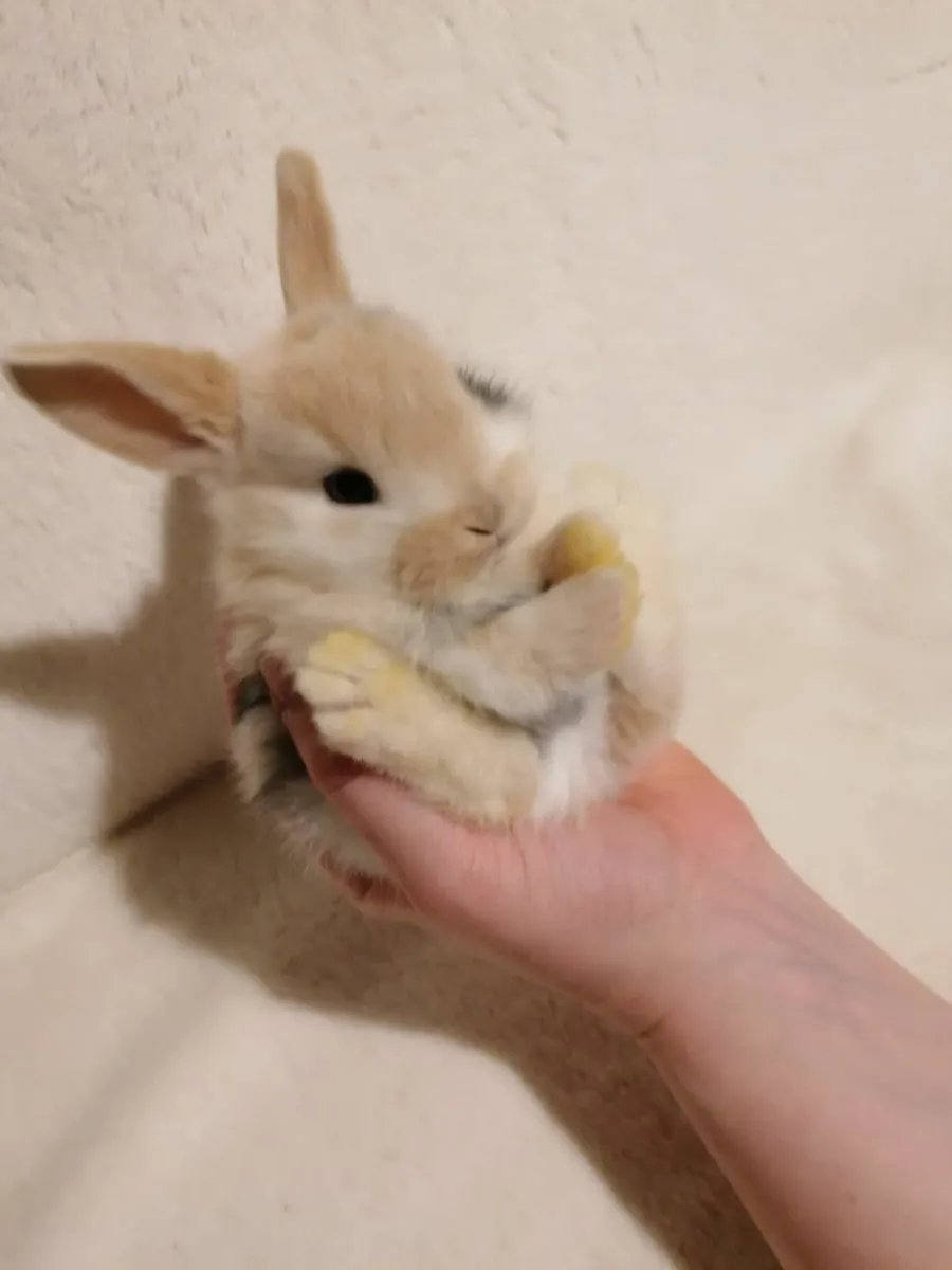 Baby Rabbits - Image 1