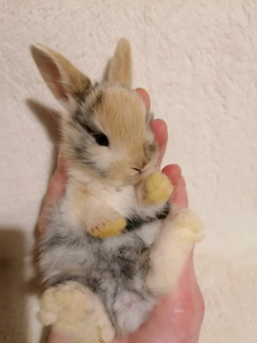 Baby Rabbits - Image 2