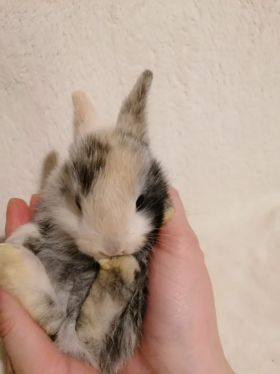 Baby Rabbits - Image 3