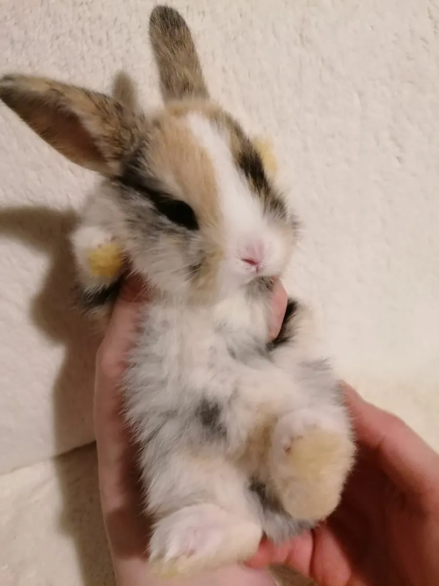 Baby Rabbits - Image 4