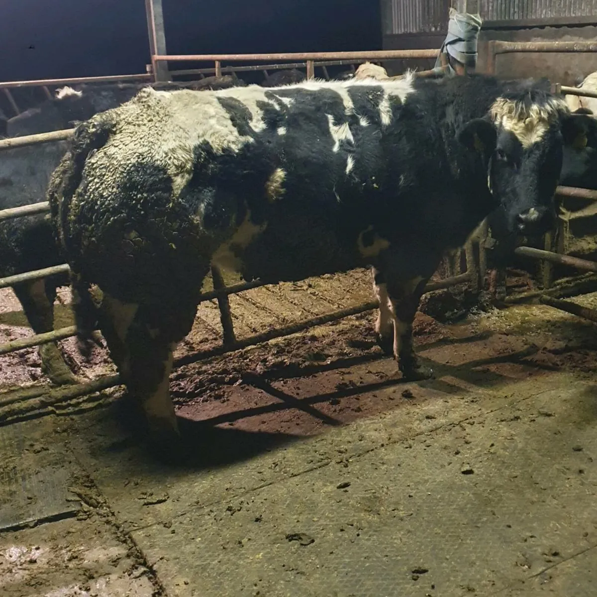 Pedigree Belgian blue embryos - Image 1