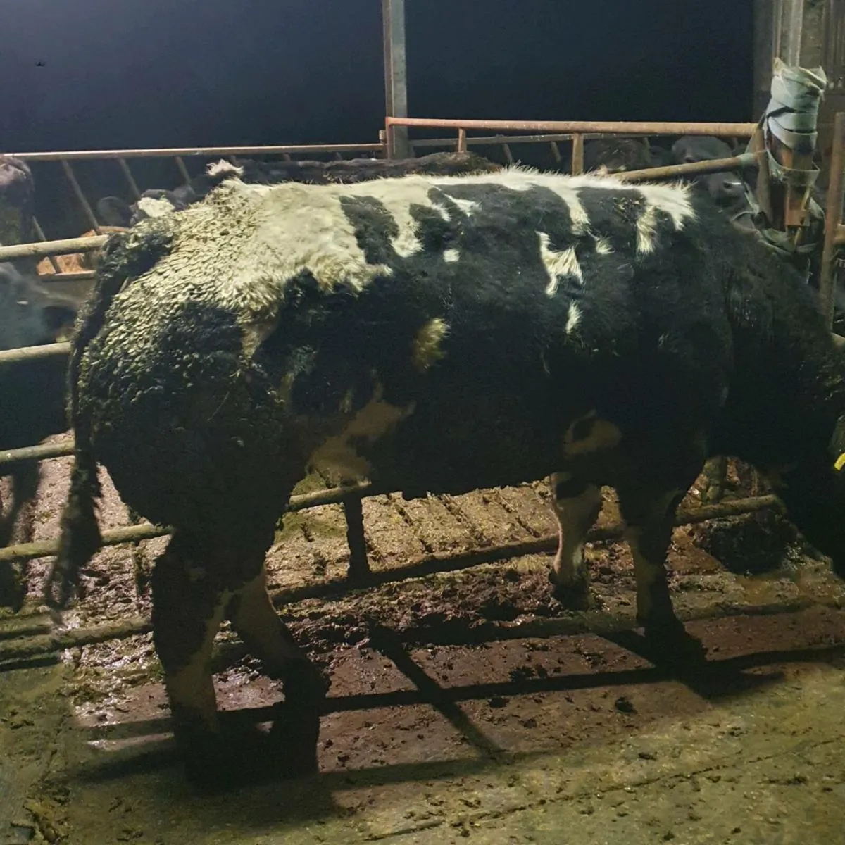 Pedigree Belgian blue embryos - Image 4
