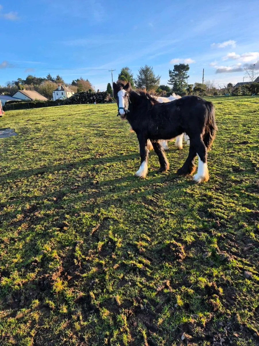 Filly's for sale - Image 1