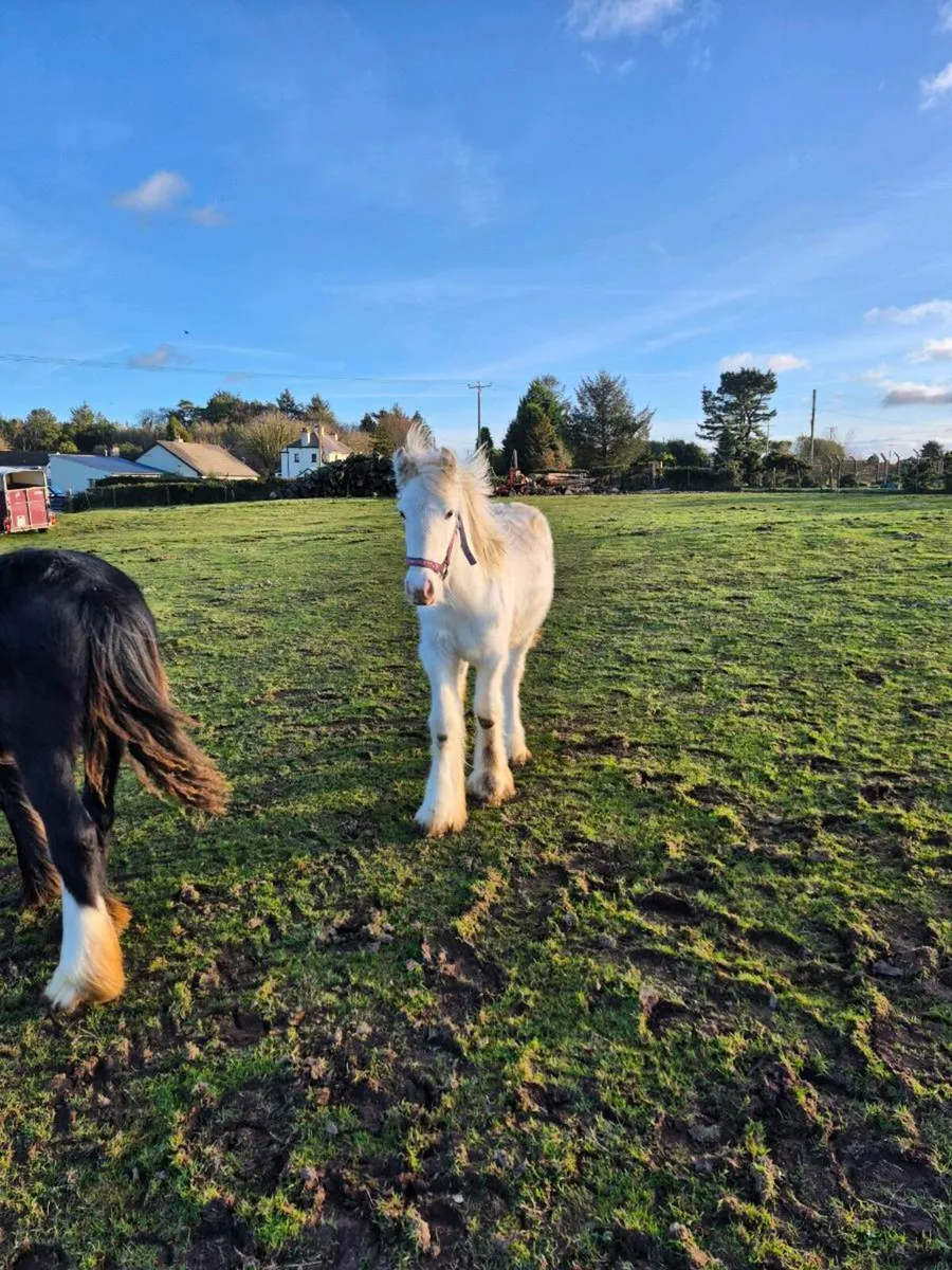 Filly's for sale - Image 3