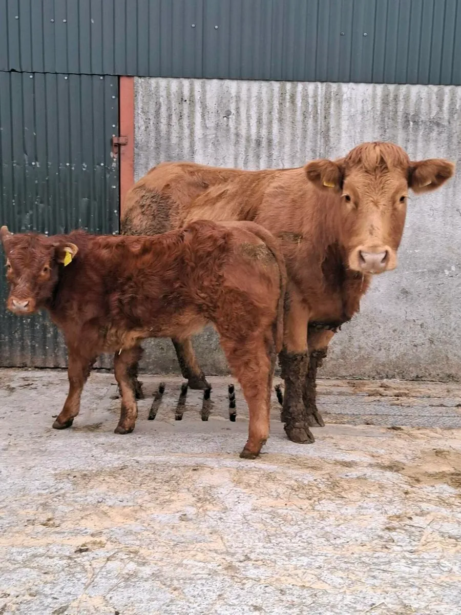 First calver with smashing heifer calf at foot - Image 1