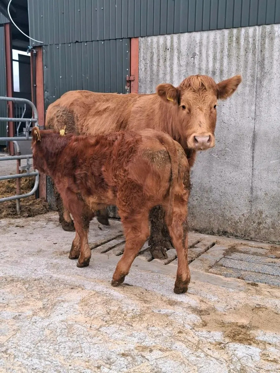 First calver with smashing heifer calf at foot - Image 2