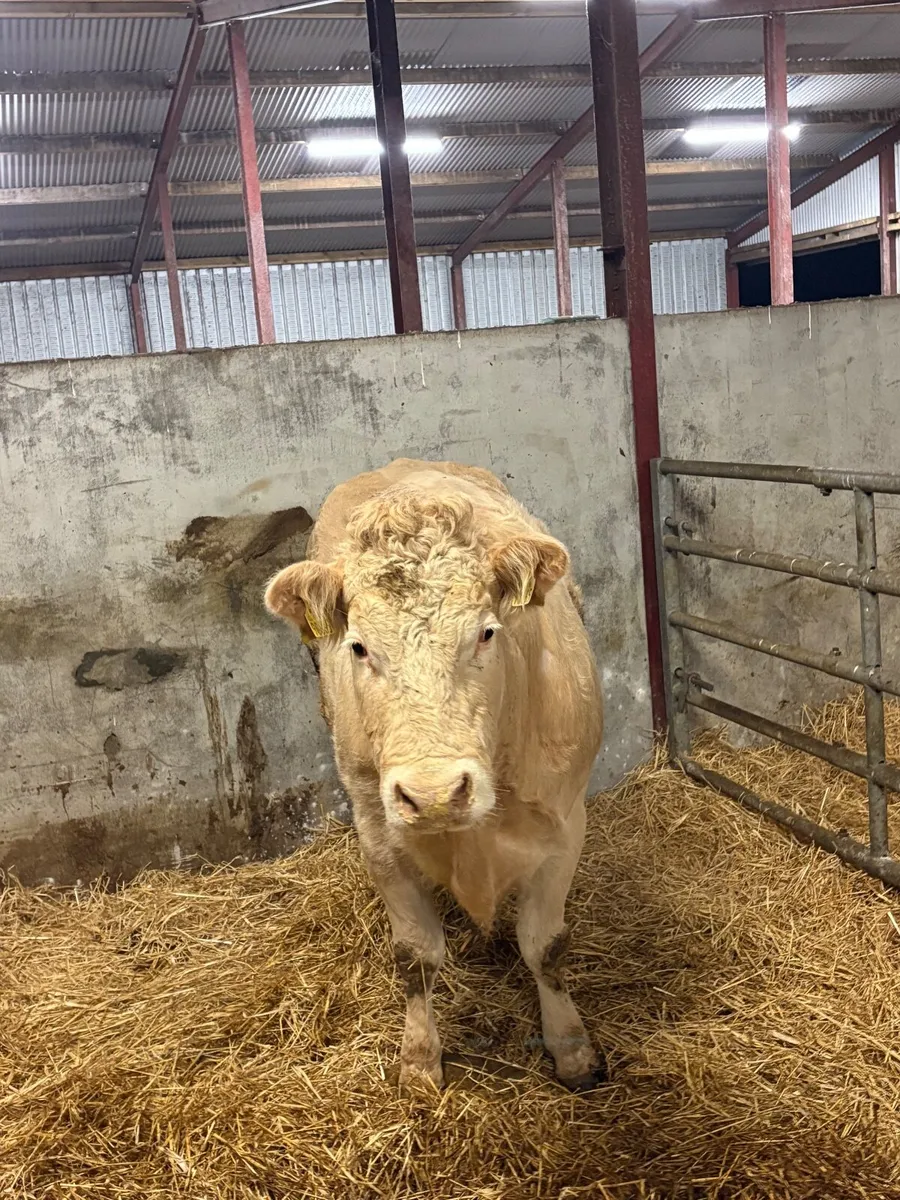 Cow/Heifer - Image 2