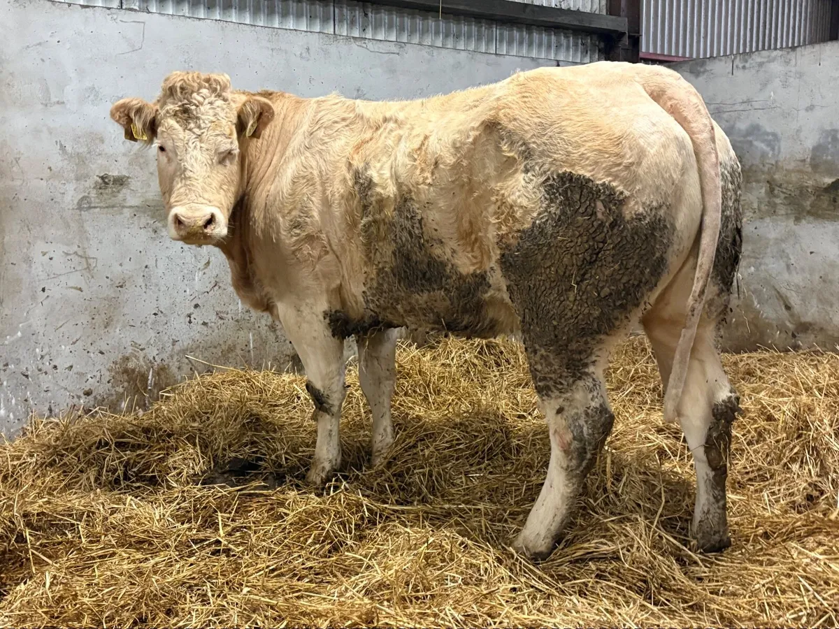 Cow/Heifer - Image 3