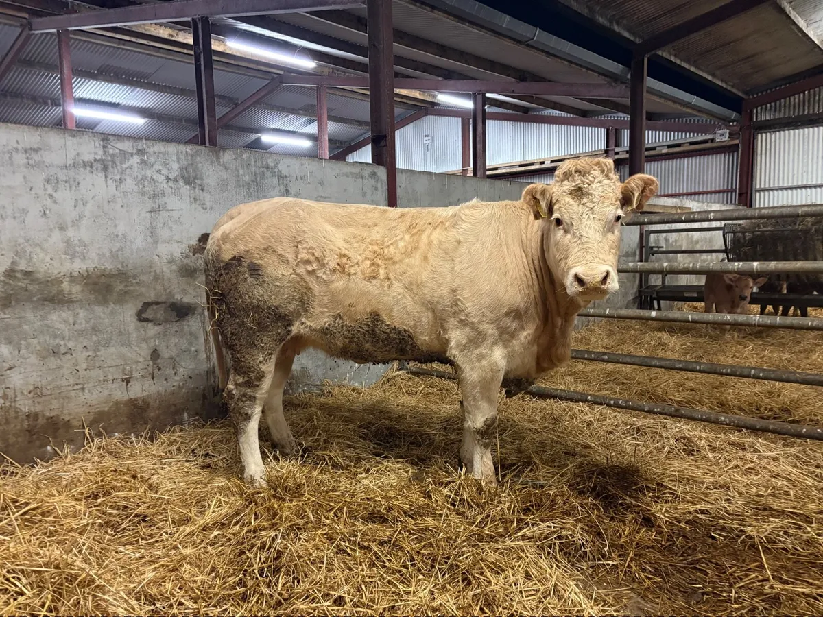 Cow/Heifer - Image 1