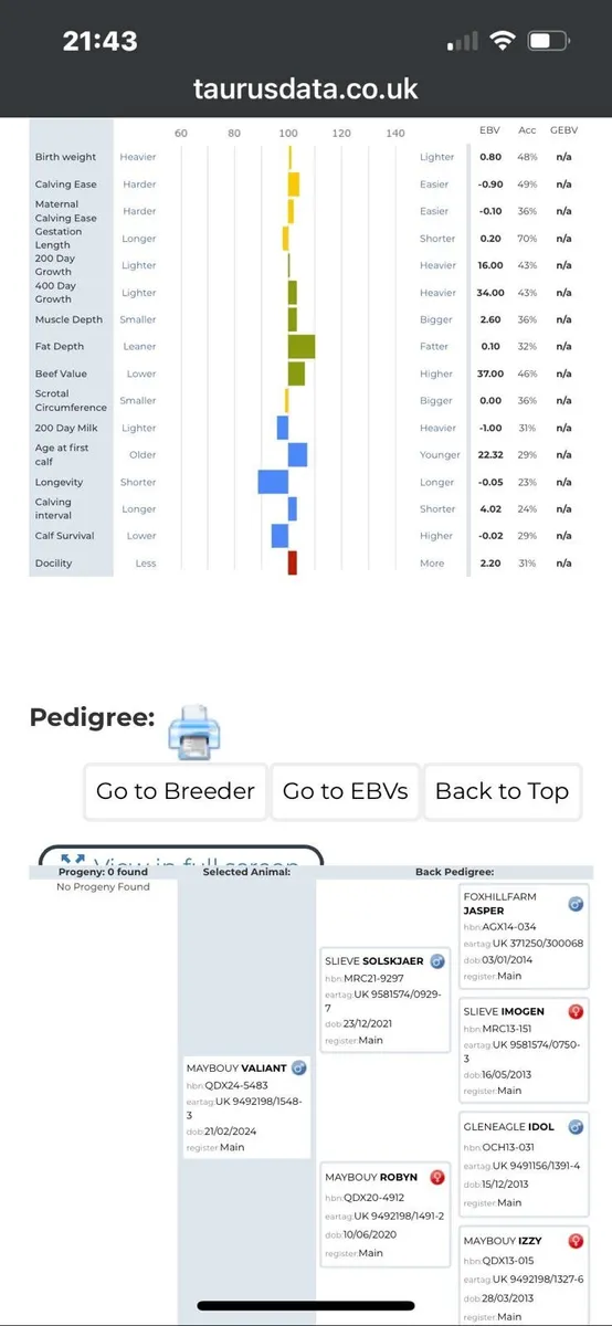 Pedigree Limousin Bulls - Image 1