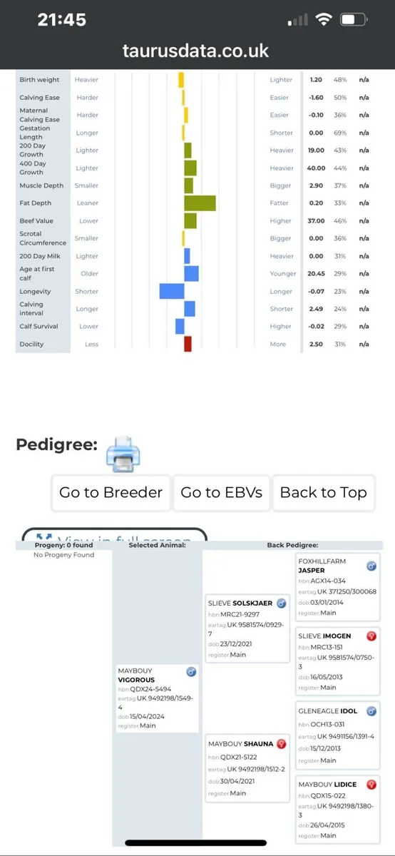 Pedigree Limousin Bulls - Image 3