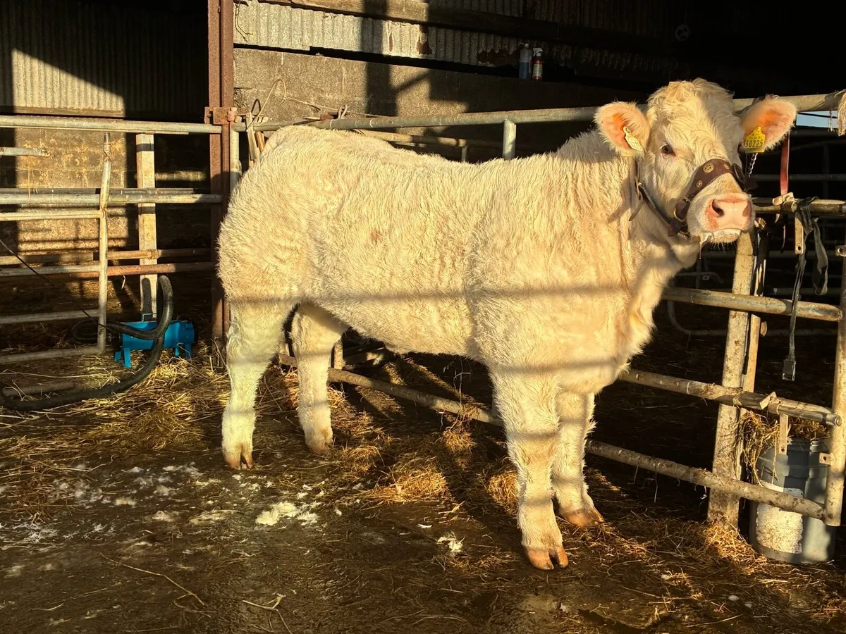 PB Charolais weanling heifer - Image 2