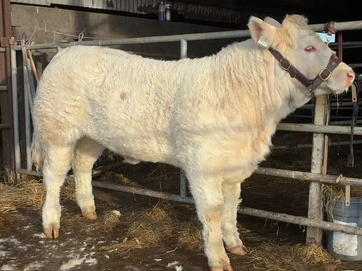 PB Charolais weanling heifer - Image 1