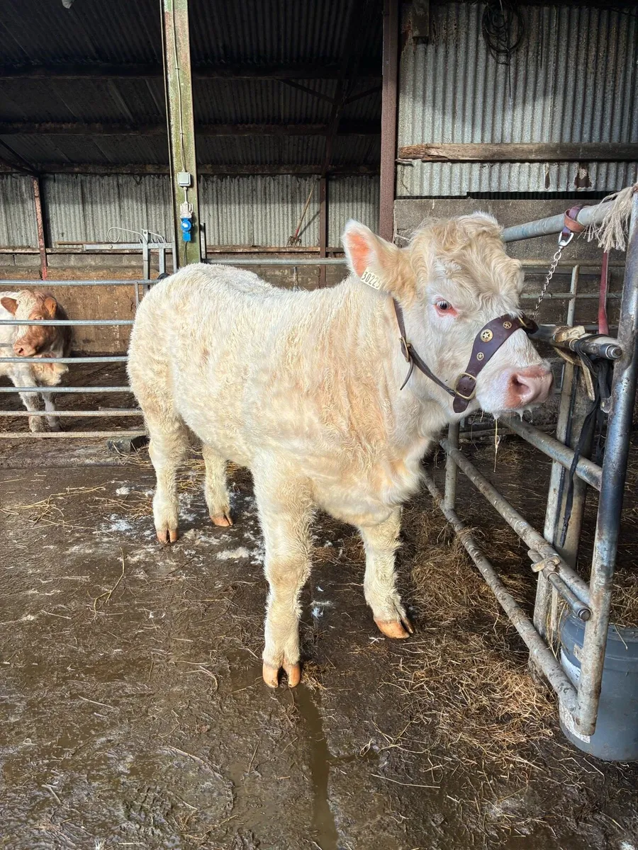 PB Charolais weanling heifer - Image 3