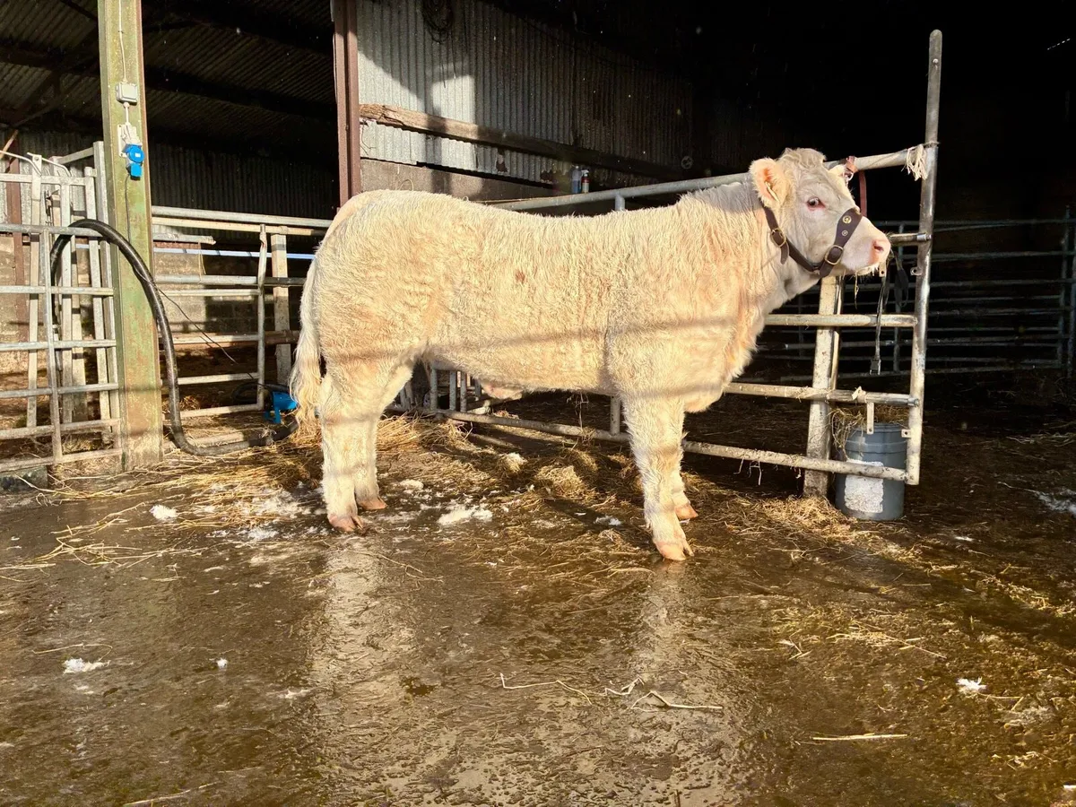 PB Charolais weanling heifer - Image 4