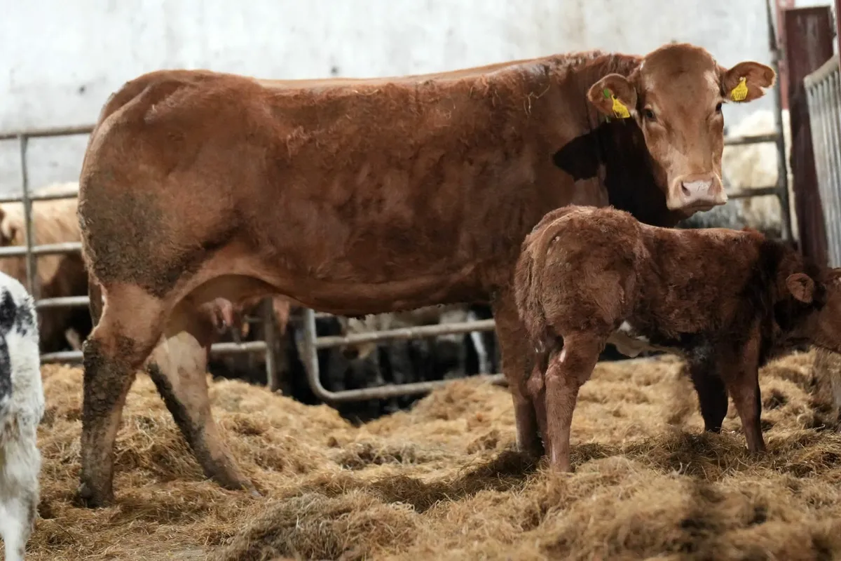 🌟 2 Exceptional Cows & Blue Calves 🌟 - Image 2