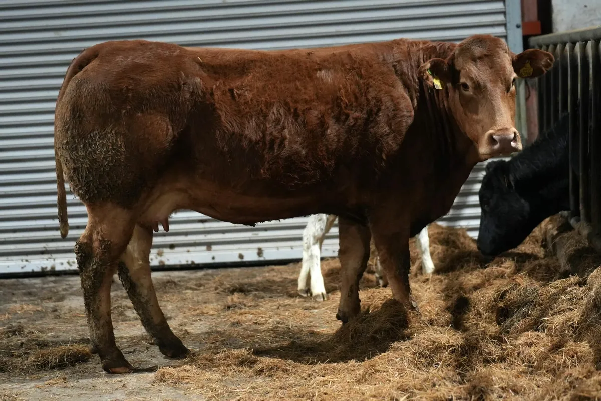 🌟 2 Exceptional Cows & Blue Calves 🌟 - Image 4