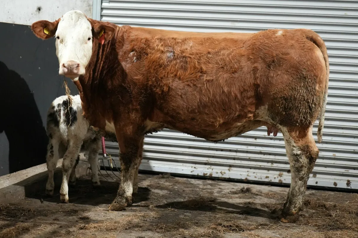 🌟 2 Exceptional Cows & Blue Calves 🌟 - Image 3