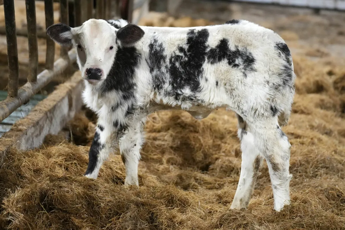 🌟 2 Exceptional Cows & Blue Calves 🌟 - Image 1