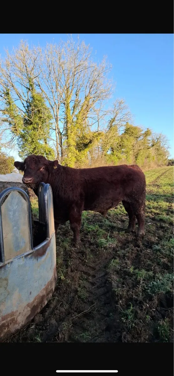 PBR Shorthorn Stock Bull - Image 1