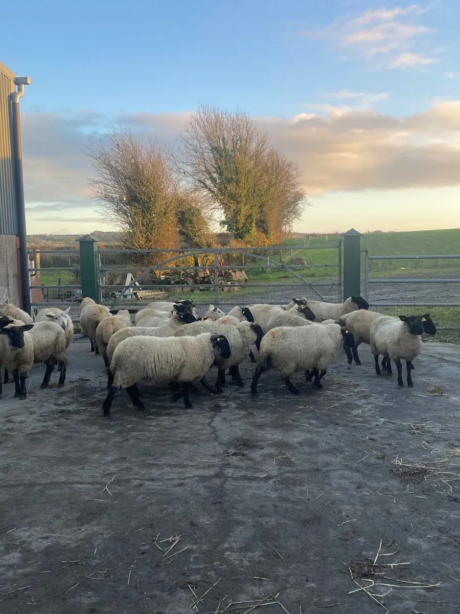Breading ewe lambs - Image 1