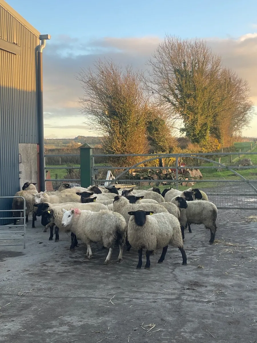 Breading ewe lambs - Image 2