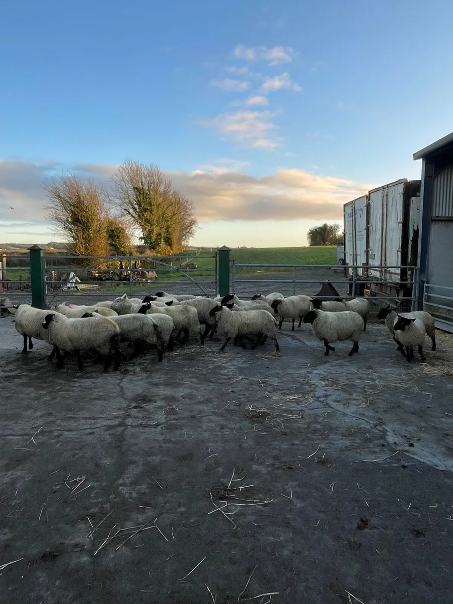 Breading ewe lambs - Image 3