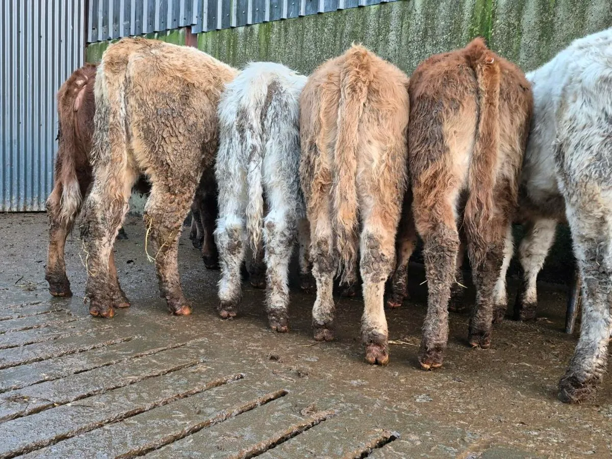 10 Super Heifer Weanlings - Image 2