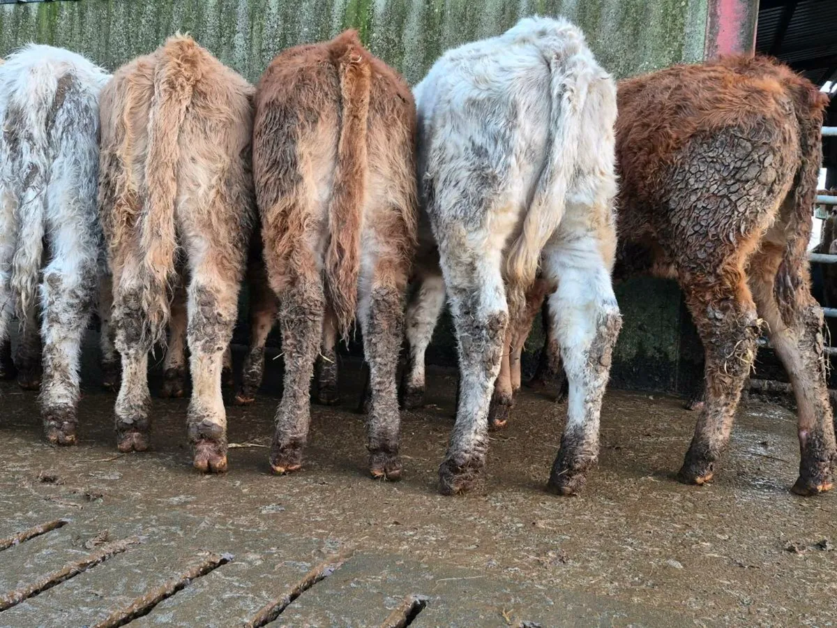 10 Super Heifer Weanlings - Image 4