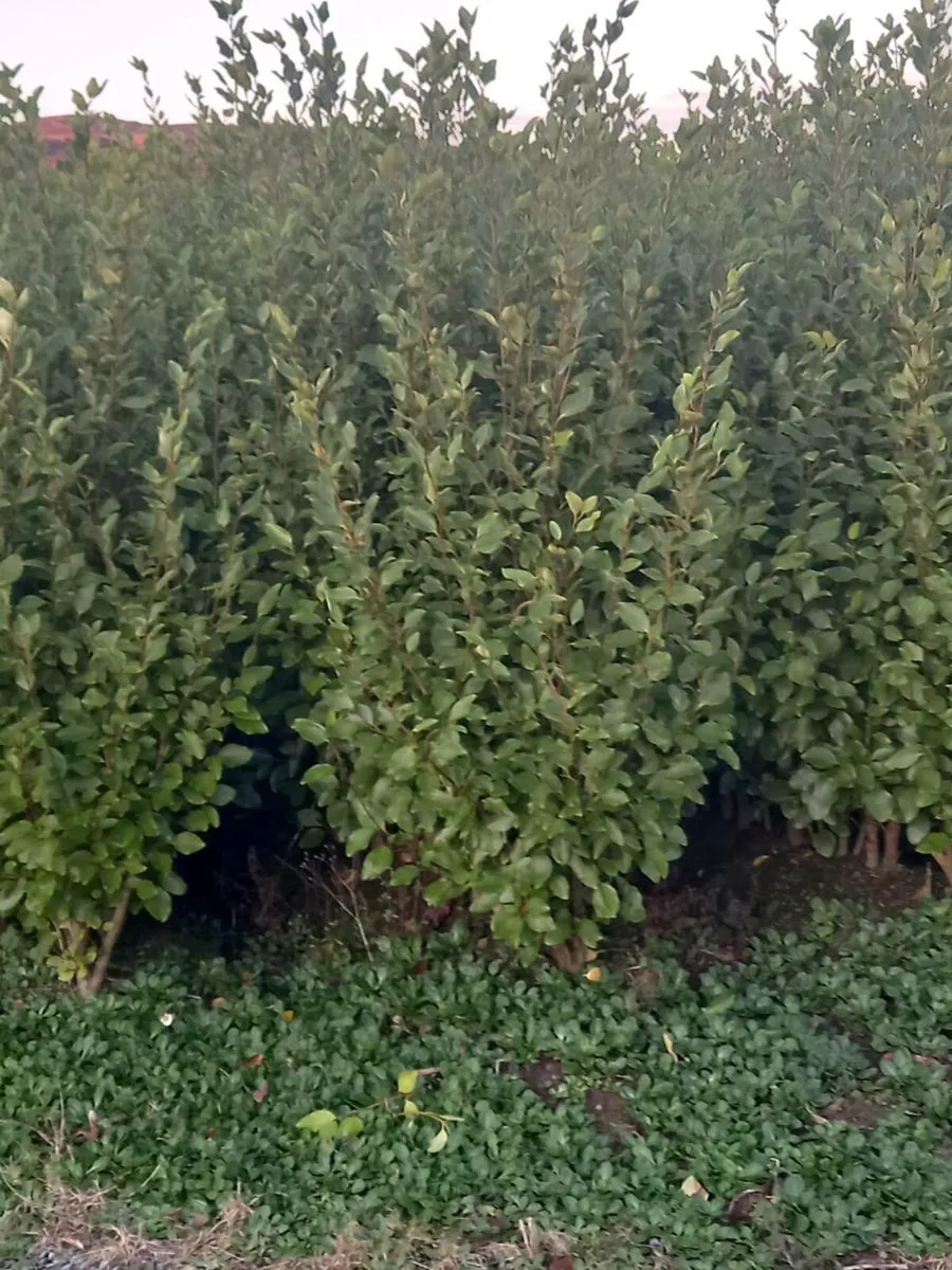 Hedging  plants - Image 1