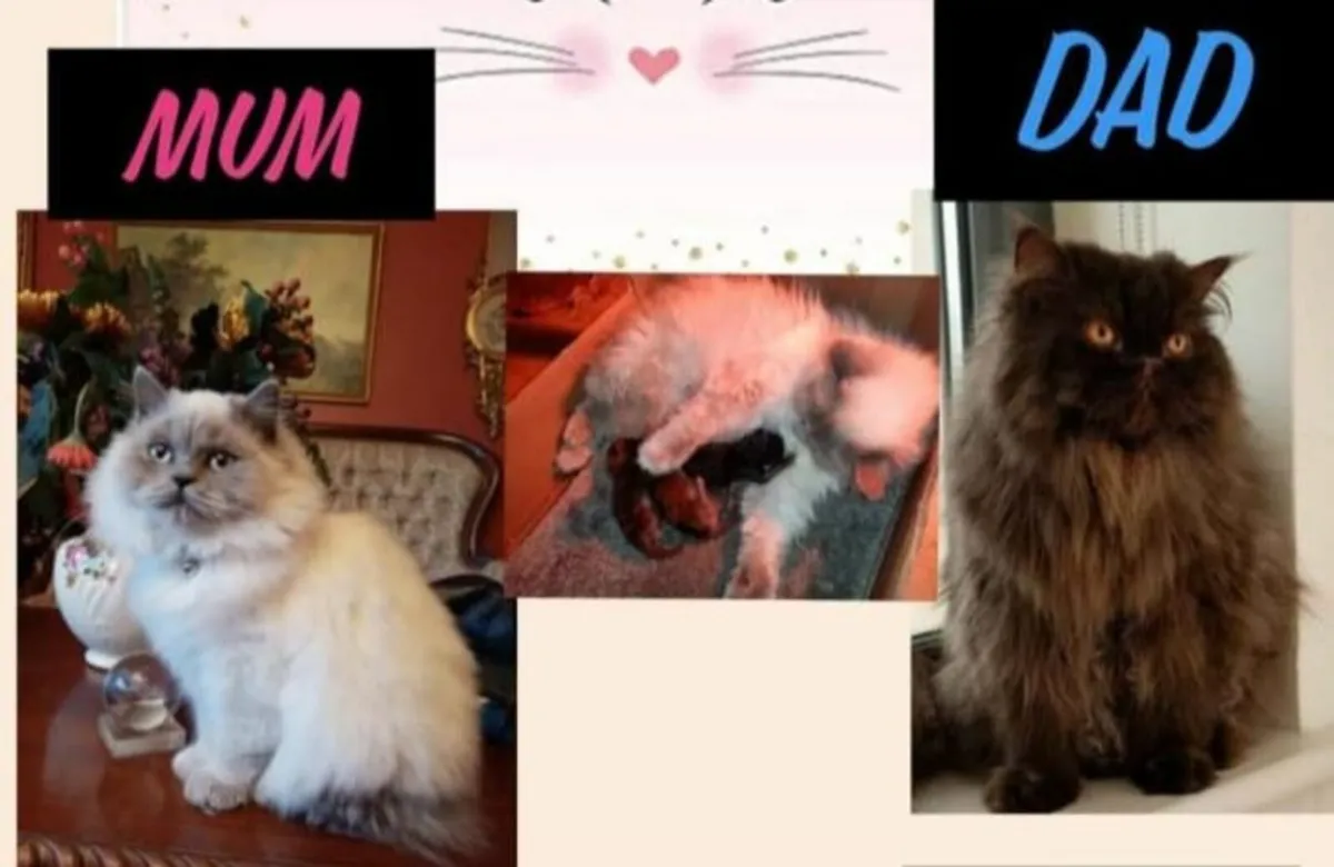 PERSIAN X BRITISH LONG HAIR - Image 3