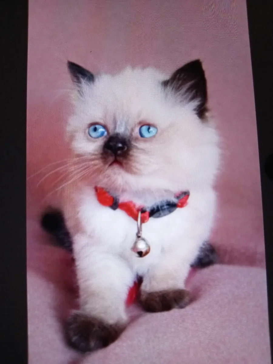 PERSIAN X BRITISH LONG HAIR - Image 1