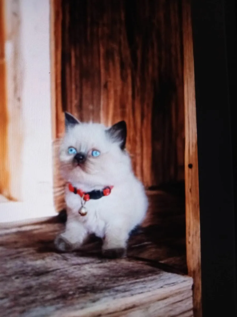 PERSIAN X BRITISH LONG HAIR - Image 2