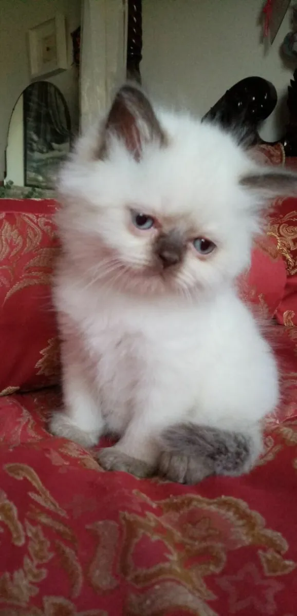 PERSIAN X BRITISH LONG HAIR - Image 4