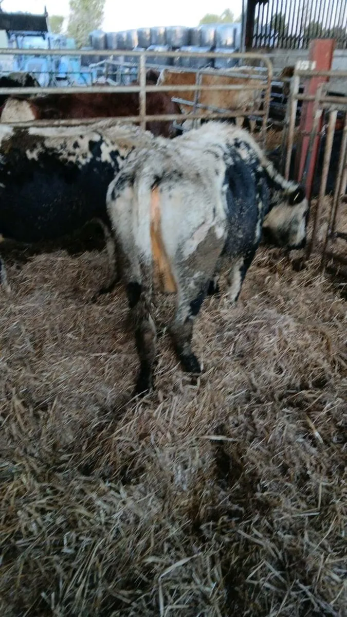 two speckle park in calf cows for sale - Image 3