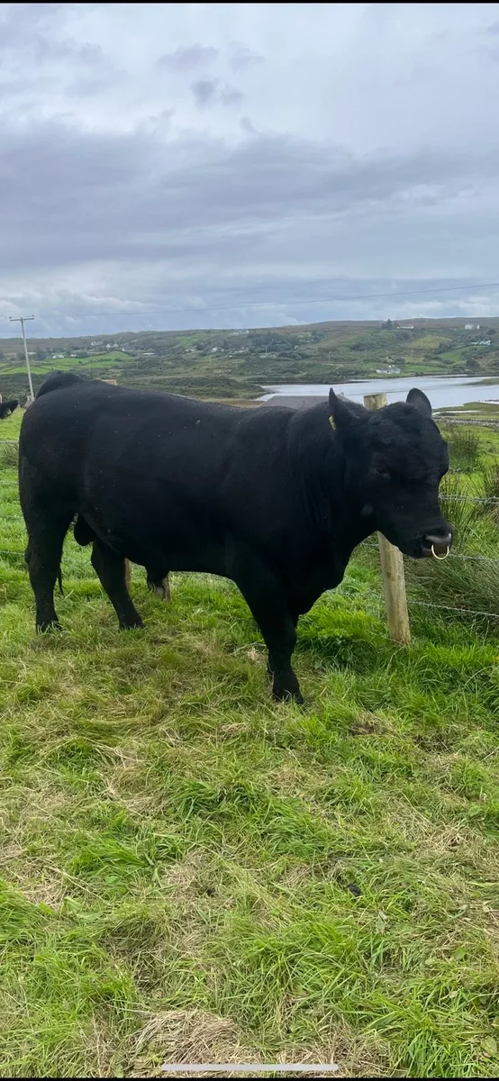 PBR Aberdeen Angus bull - Image 1