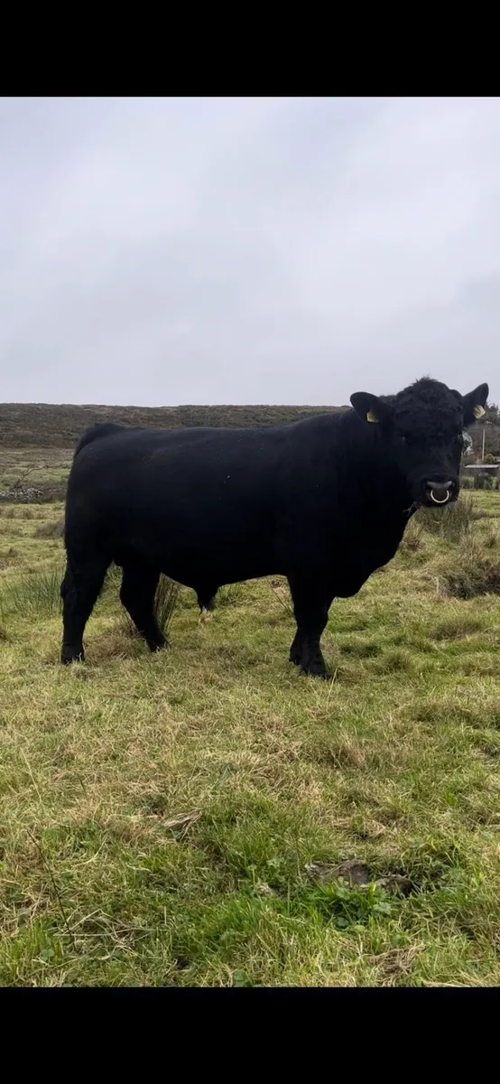 PBR Aberdeen Angus bull - Image 2