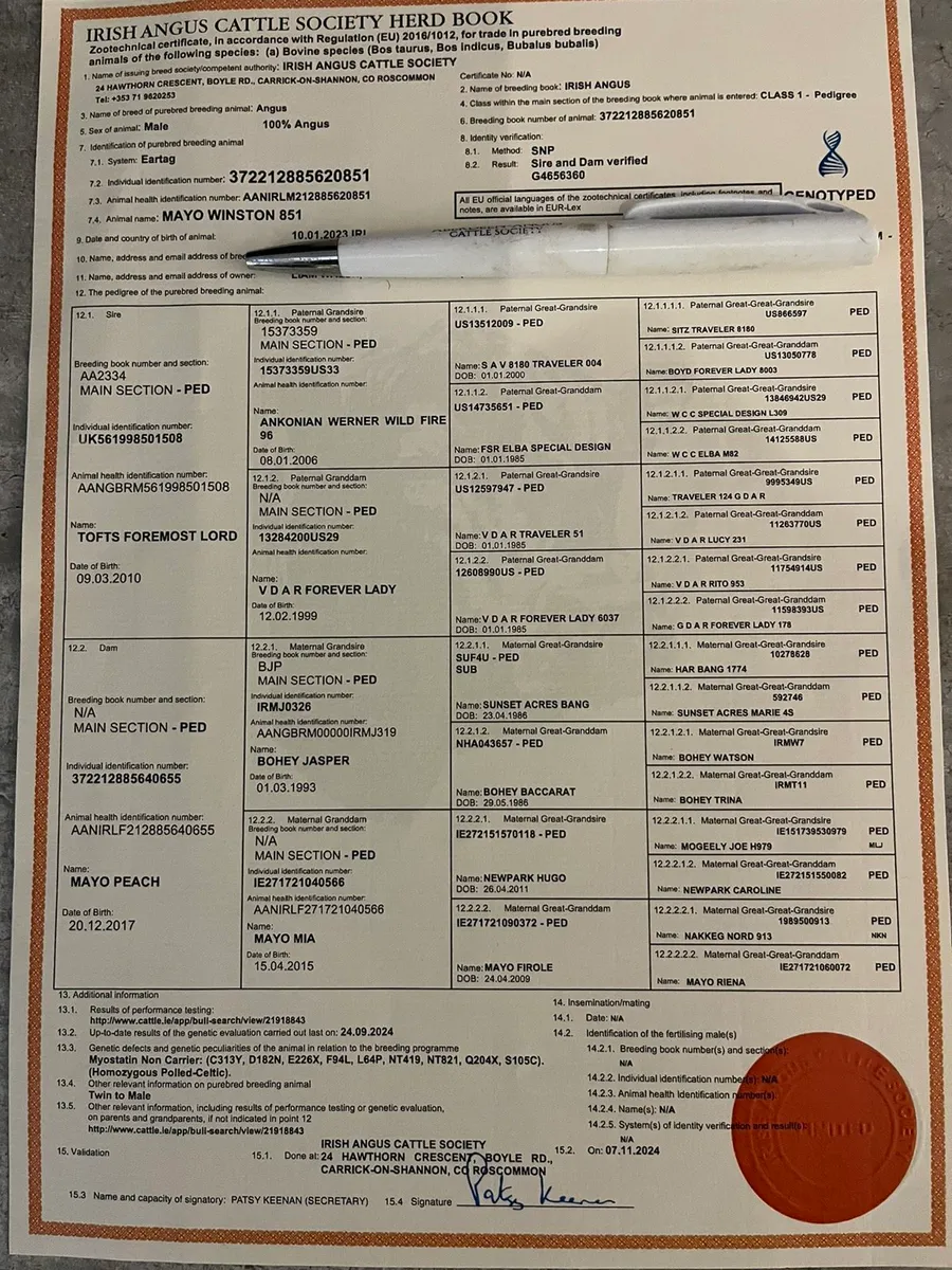 PBR Aberdeen Angus bull - Image 3