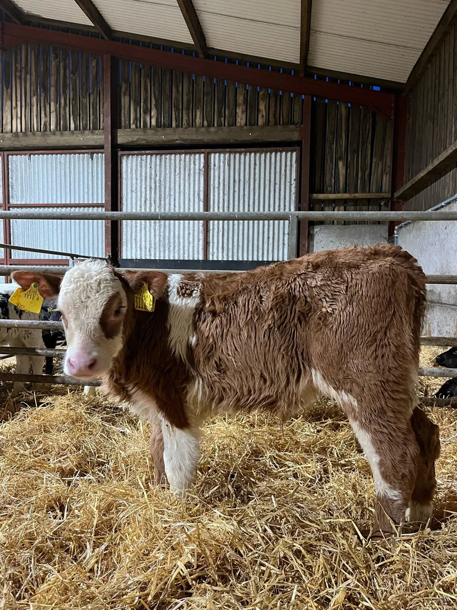 3 Smashing Bulls - Image 1