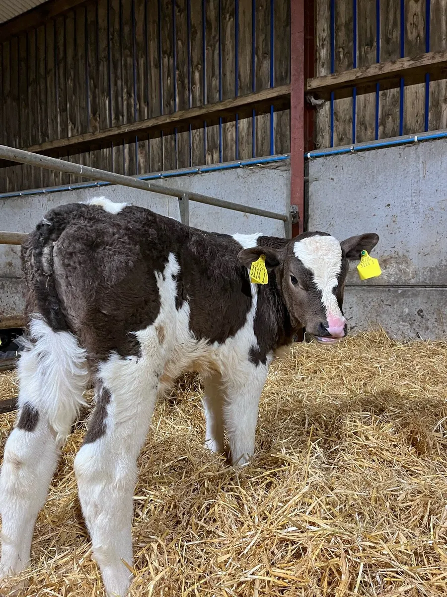 3 Smashing Bulls - Image 2