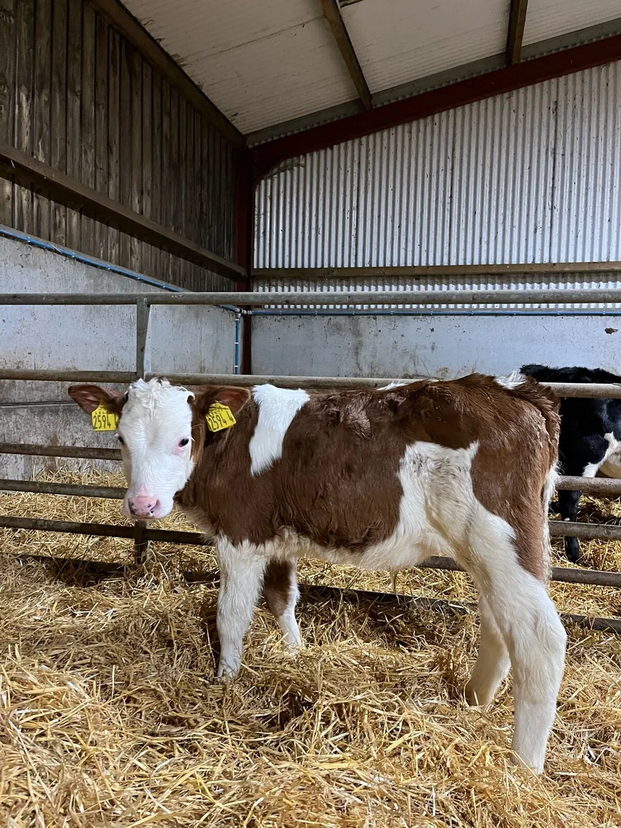 3 Smashing Bulls - Image 3