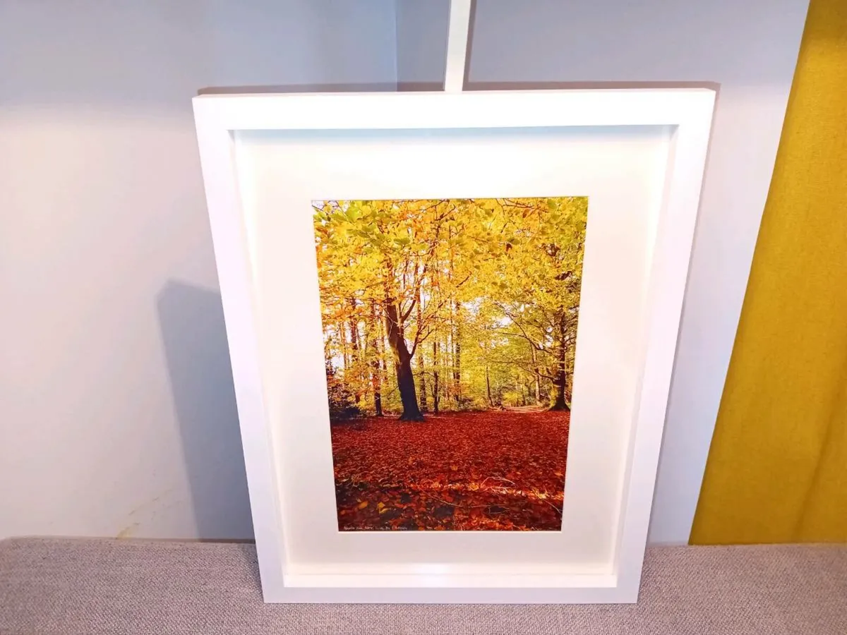 Ballyannon Woods, Midleton - Image 2